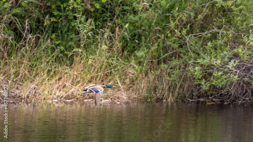 green water and reeds with mallard flying above