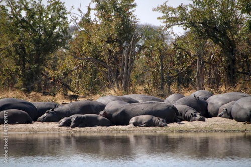 family of hippos resting on the riverbed 