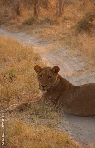 lioness resting in the dirt road in Africa