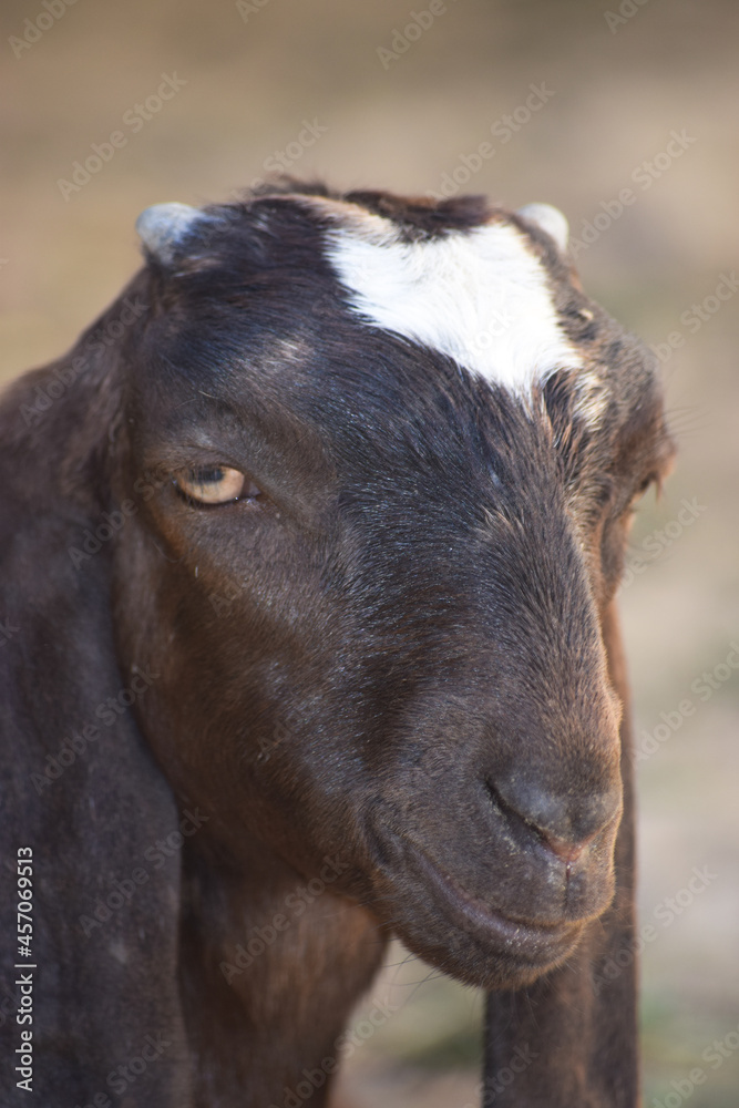 Goat portrait small pet domestic animal farm Goat portrait small pet domestic animal farm