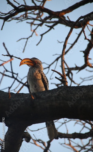 hornbill resting in the branches of a tree in the african wild  photo