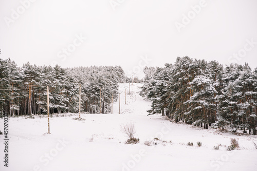 Electricity poles among snowy trees in winter forest photo