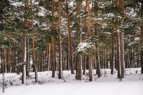 Coniferous trees covered with snow in winter forest