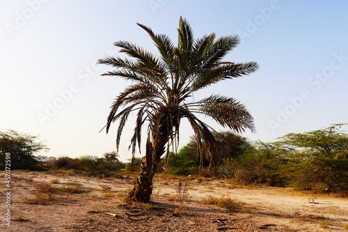 A landscape of a palm tree in the desert of the State of Qatar, unique among the ruins of trees