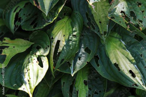 Hosta foliage - leaves with extensive damage by snails or slugs eating the leaves with lots of holes, Plant damage, Garden Pest photo