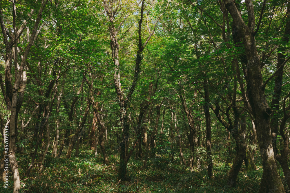 Obraz premium The landscape image of Gotjawal in Jeju Island. September 7th, 2021. Jeju Island, Korea.