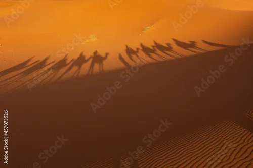 Fototapeta samoprzylepna Cienie wielbłądów na piasku pustyni, Sahara, Maroko
