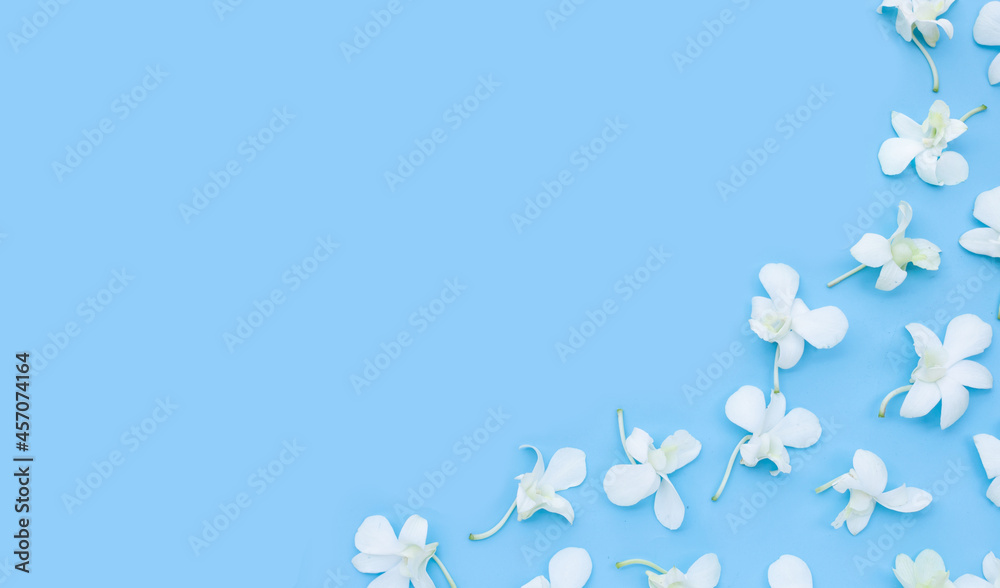 Beautiful white orchid flowers on blue background. Beautiful white orchid flowers on blue background.