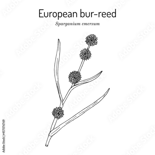 European bur-reed Sparganium emersum , medicinal plant photo