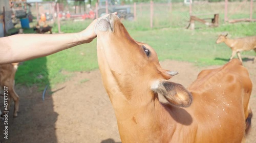 A young cow licks the farmer's hand. veterinarian Cute brown calf with horns. Pet love. Veal tenderness. Dairy products, beef. Natural products. Healthy food. Agricultural products, livestock, cattle photo