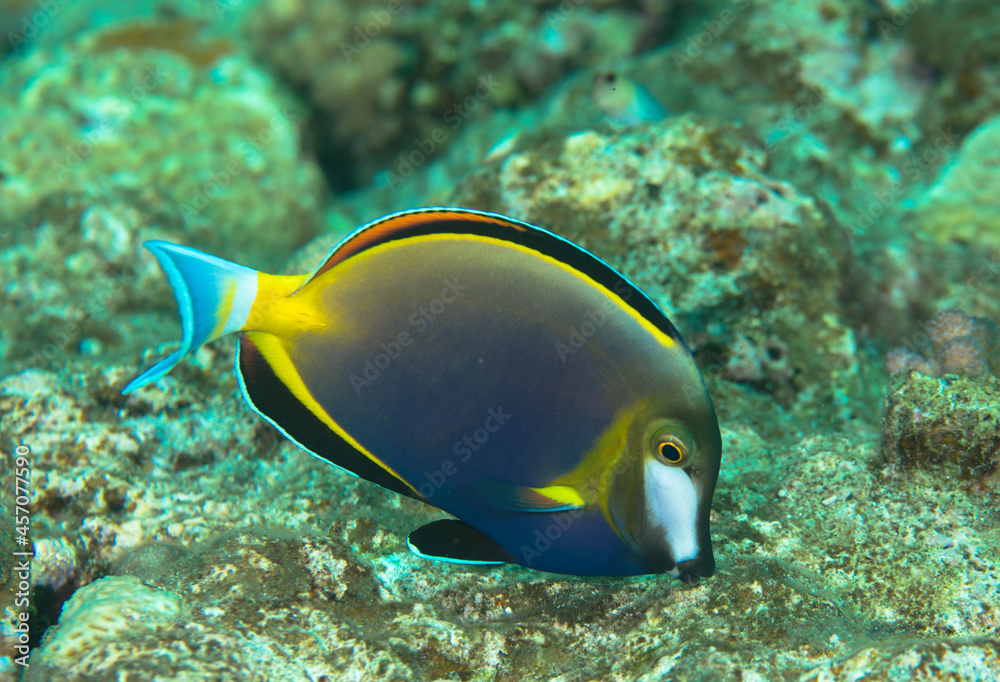Fototapeta premium 美しい魚 久米島 沖縄 熱帯魚 サンゴ 