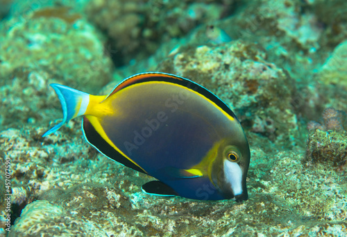 美しい魚 久米島 沖縄 熱帯魚 サンゴ 