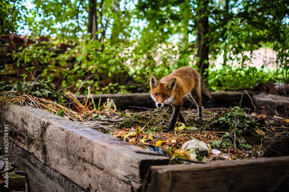 A beautiful young fox walks in the yard of a private house. Selective focus A beautiful young fox walks in the yard of a private house. Selective focus
