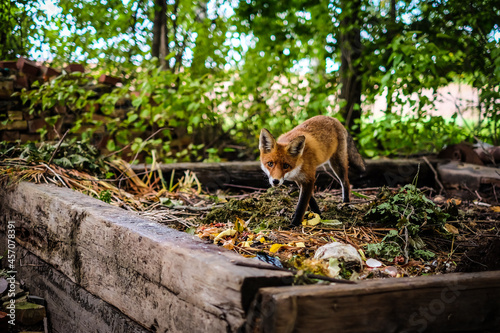 A beautiful young fox walks in the yard of a private house. Selective focus