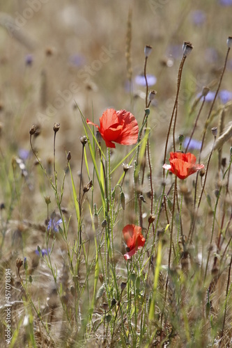 grain field with poppy flower