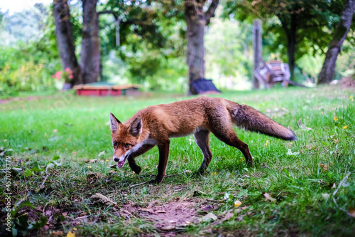 A beautiful young fox walks in the yard of a private house. Selective focus