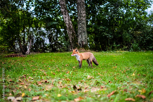 A beautiful young fox walks in the yard of a private house. Selective focus