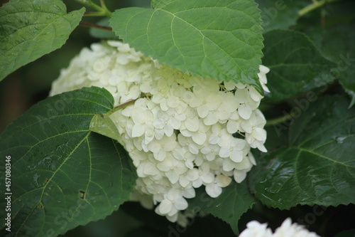 Background of Green and white hydrangea. High quality photo photo