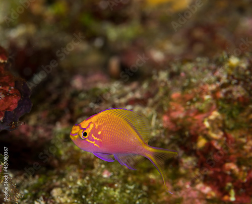 Hawkfish anthias Baby