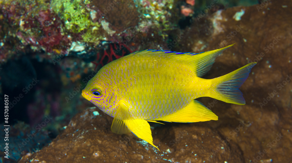 ヤマブキスズメダイ 久米島 サンゴ サンゴ礁 沖縄 旅行 観光 海 魚 ダイビング 珊瑚 ヤマブキスズメダイ 久米島 サンゴ サンゴ礁 沖縄 旅行 観光 海 魚 ダイビング 珊瑚