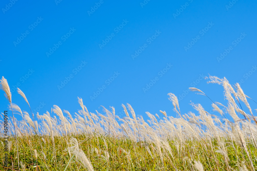 Obraz premium 青空と曽爾高原のススキ
