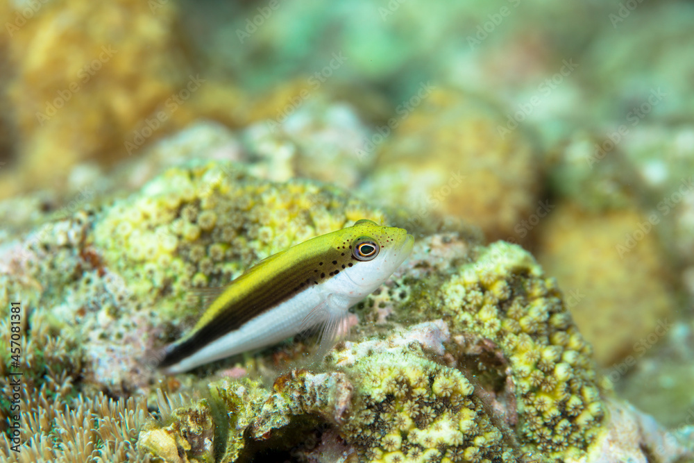 久米島 サンゴ ホシゴンベ サンゴ礁 沖縄 旅行 観光 海 魚 ダイビング 珊瑚 Stock Photo Adobe Stock