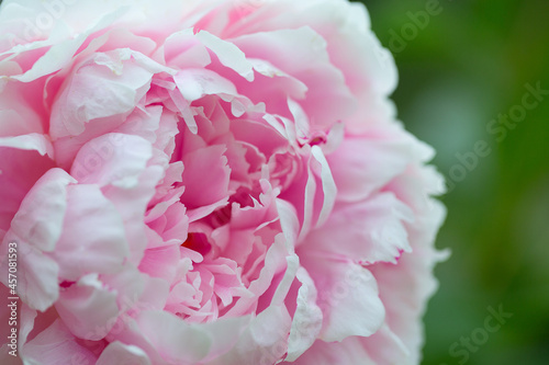 beautiful fresh pink peony close up