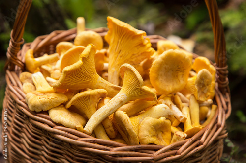 Edible orange yellow chanterelle mushrooms in wicker basket in nature in forest close up, macro