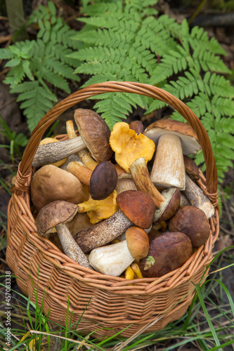 Edible different mushrooms porcini in the wicker basket in green grass and fern leaves. Natural, forest, meadow