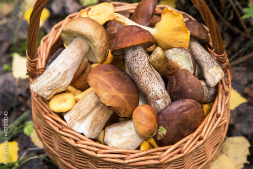 Freshly harvested edible wild porcini mushrooms in wicker basket in nature in forest close up, macro