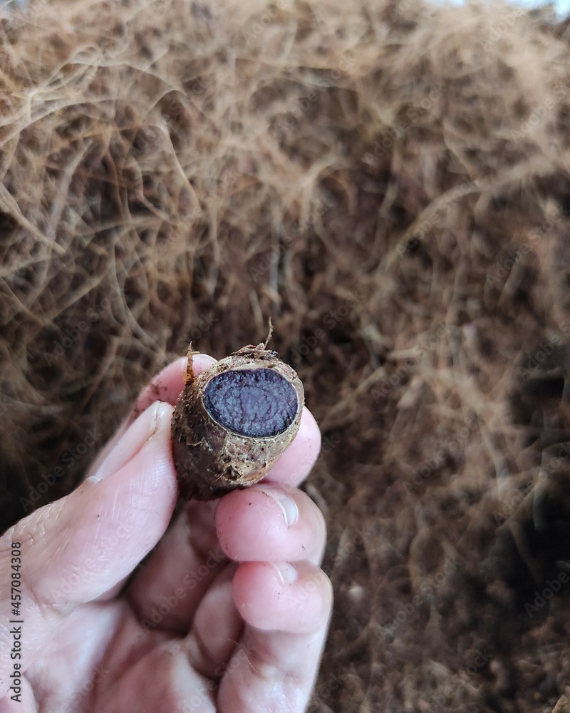 black turmeric seeds located in Bogor Indonesia on September 10, 2021