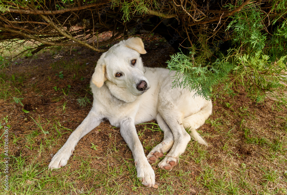 White female Maremma Shepherd dog under the plant in the garden. White female Maremma Shepherd dog under the plant in the garden.