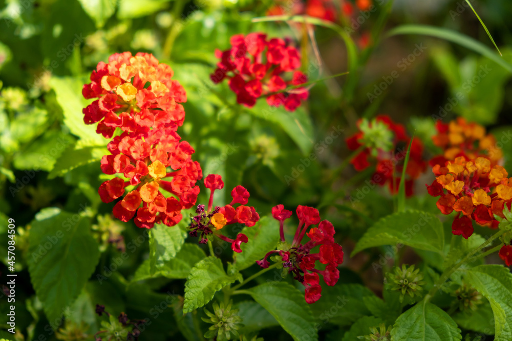 Lantana blooming plant, red yellow flowers background, Camara lantana wild, fresh, evergreen foliage, Lantana blooming plant, red yellow flowers background, Camara lantana wild, fresh, evergreen foliage,