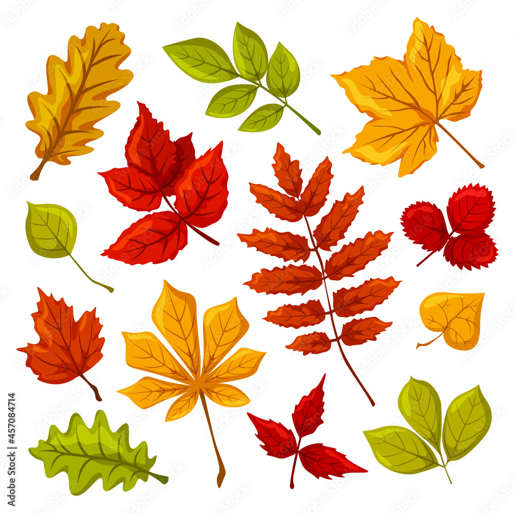 Fototapeta premium Autumn leaves, a set of colorful autumn leaves, leaves of maple, aspen, strawberry, chestnut, oak, linden, raspberry, rowan, elderberry, autumn colors and shades