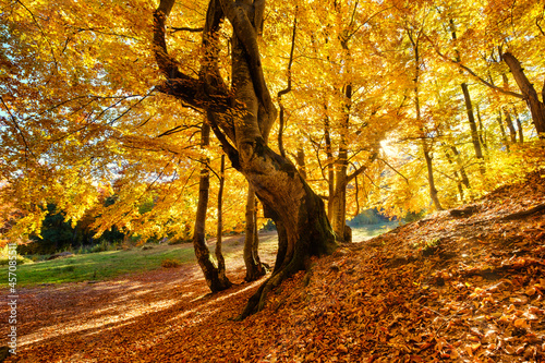 Sun rays through autumn trees. Natural autumn landscape in the forest. Autumn...