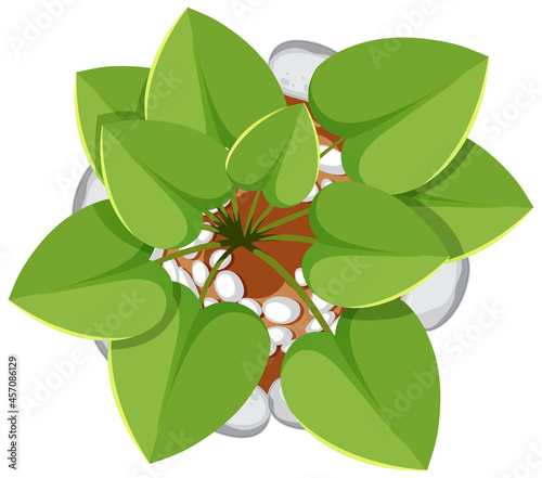 Top view of plant in a pot isolated on white background