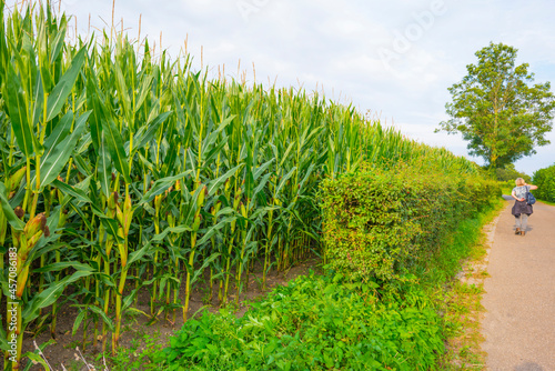 Corn growing in a green hilly landscape under a blue sky in sunlight in summer, Voeren, Limburg, Belgium, September, 2021
