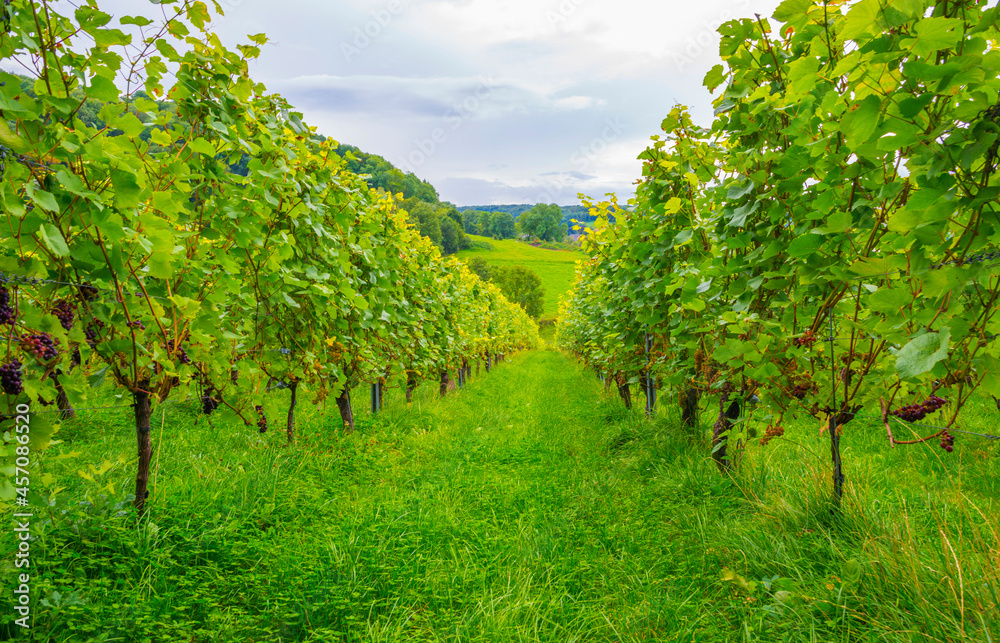 Vines growing in a vineyard in a green grassy meadow on a hill in bright sunlight in summer, Voeren, Limburg, Belgium, September, 2021