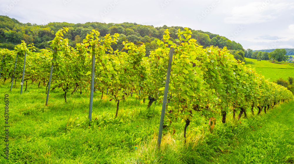 Fototapeta premium Vines growing in a vineyard in a green grassy meadow on a hill in bright sunlight in summer, Voeren, Limburg, Belgium, September, 2021