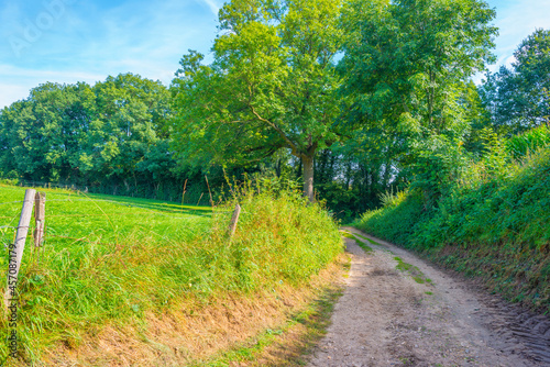 Fields and trees in a green hilly grassy landscape under a blue sky in sunlight in summer, Voeren, Limburg, Belgium, September, 2021