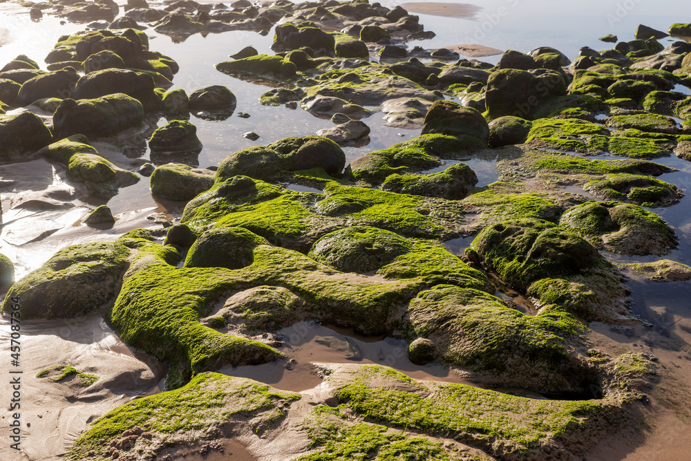 Stones overgrown with green algae on a sandy beach