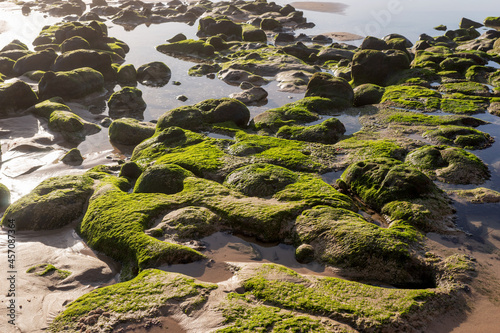 Stones overgrown with green algae on a sandy beach © kelifamily