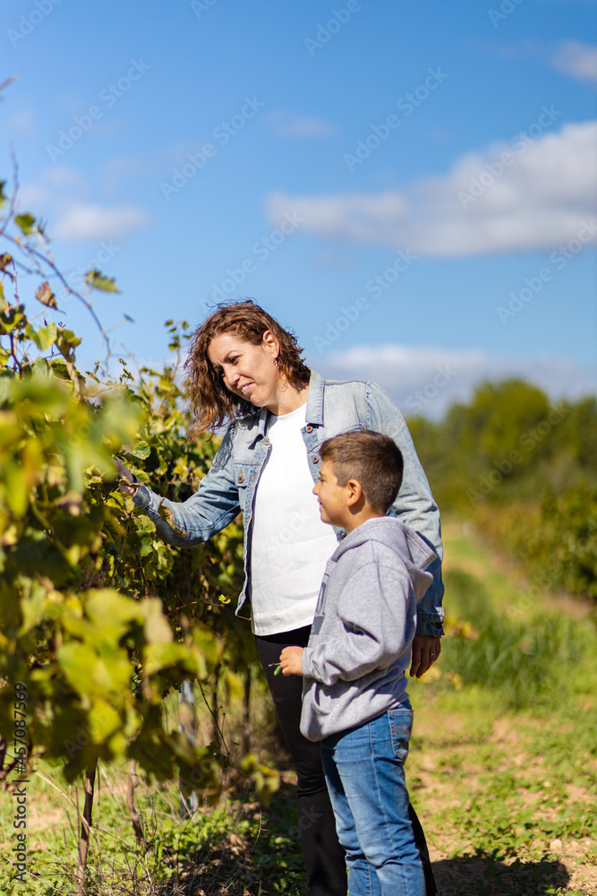 Fototapeta premium Mother and son looking grapes on a vineyard