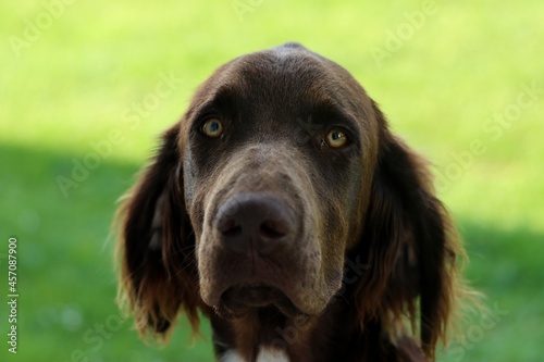 Portrait chien Munsterlander