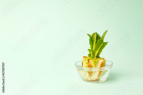 Фотография Regrowing chinese cabbage in a glass bowl on green background