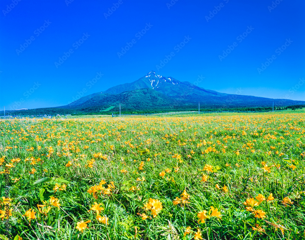 エゾカンゾウと利尻富士