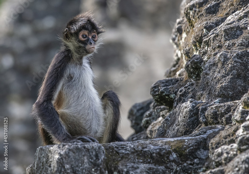Photography Selective focus shot of a spider monkey sitting on a rock