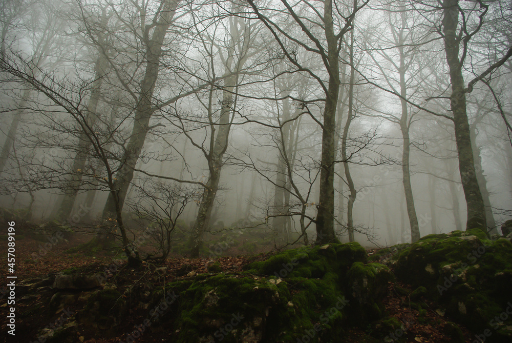 Trees in a forest in spring with fog and moss on the rocks Trees in a forest in spring with fog and moss on the rocks
