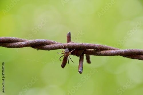 barbed wire on a fence