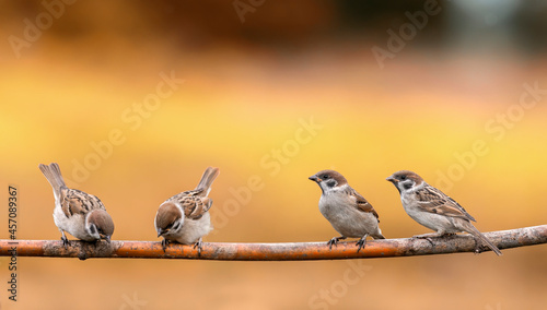 small birds sparrows sit on a branch in the autumn park